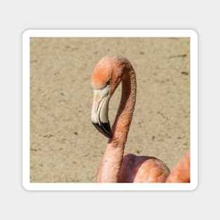 Flamingo Magnet