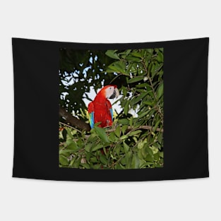 Scarlet Macaw Tapestry