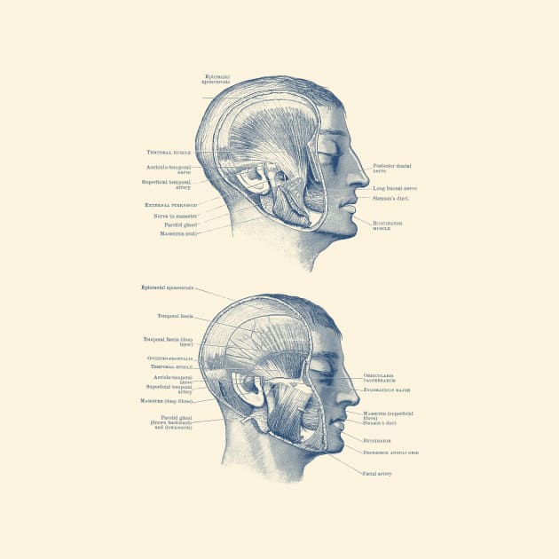 Face Muscular Diagram - Dual Side View by Vintage Anatomy Prints