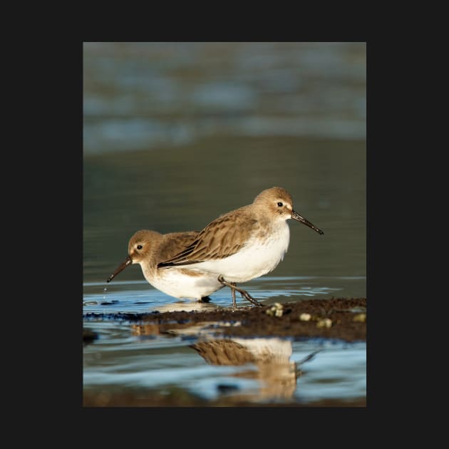 Dunlin Double by SHWILDLIFE