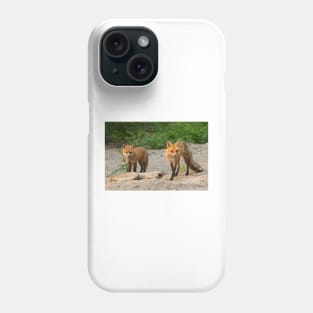 Fox Family - Algonquin Park, Canada Phone Case