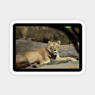 Lioness Magnet