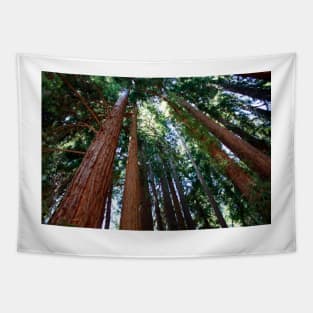 Giant redwood trees (C004/1871) Tapestry