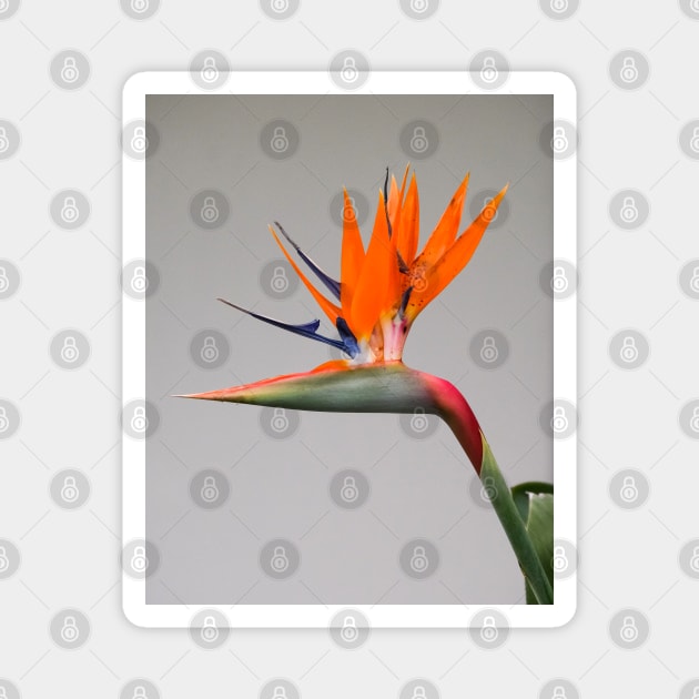 Bird of Paradise Magnet by Thomas G. Bugarin