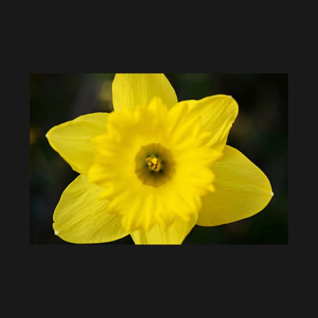 Daffodil (Color) by LaurenGalanty