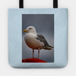 The Gull who thought he was a Robin! Tote