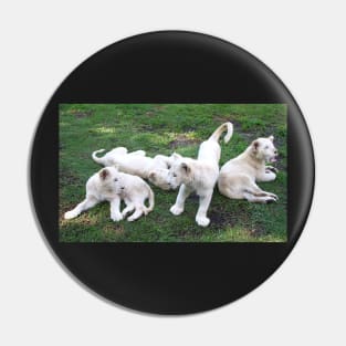 White Lion Cubs Playing Pin