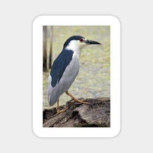 Black Capped Night Heron Magnet