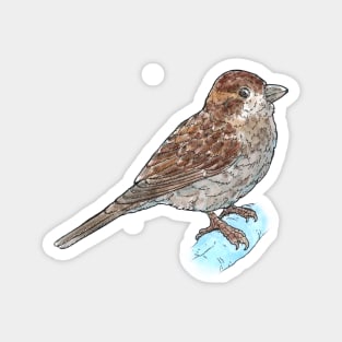 House Sparrow Magnet