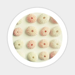 Sea Urchin Collection Magnet