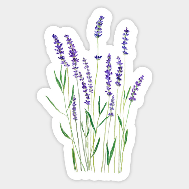 Purple Lavender Flower Watercolor Painting Flower Sticker