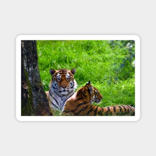 Amur Tiger Magnet