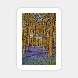 Bluebell Woods Greys Court Oxfordshire England Magnet