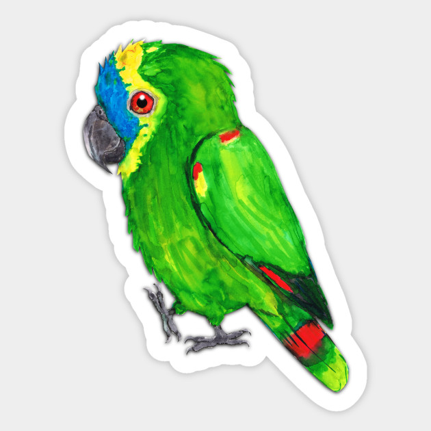 Turquoise Fronted Amazon Watercolor Painting Amazon Parrot