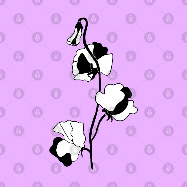 Black and White Sweet Pea Flower by bloomingviolets