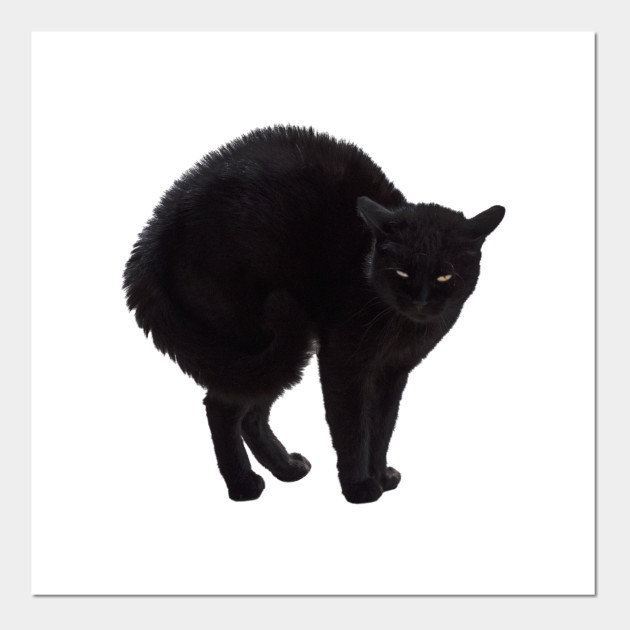Black Cat Witch S Familiar Blackcat Posters And Art Prints