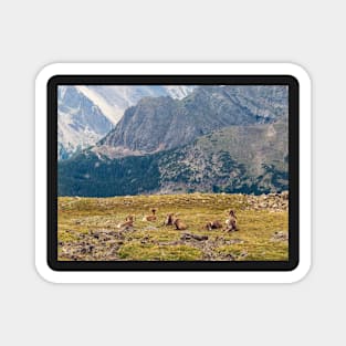 Bighorn Sheep in Rocky Mountains National Park Magnet