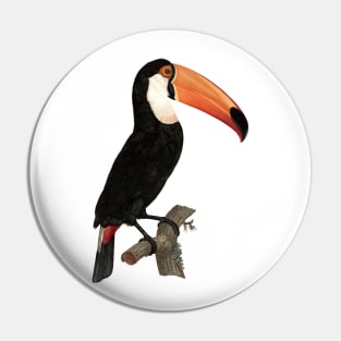 Regal Toucan sitting on Branch Pin