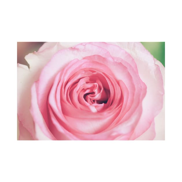 Pink Rose by NewburyBoutique