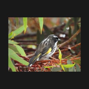 New Holland Honeyeater sitting in a Gum Tree T-Shirt