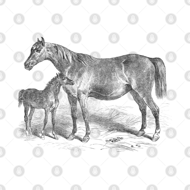 Mare and Foal Vintage Horse Illustration by Biophilia