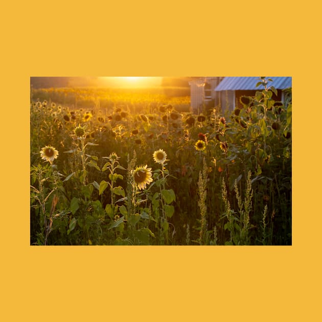 Glowing sunflower farm by iyd39