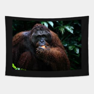 Large male Orangutan, Borneo Tapestry