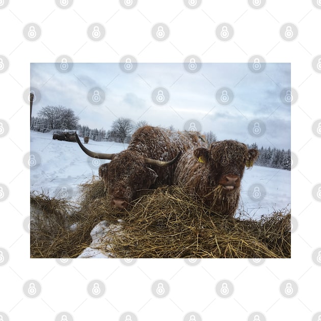 Scottish Highland Cattle Cow and Calf 1880 by SaarelaHighland