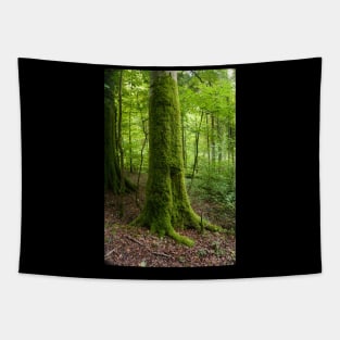 Moss-covered Tree Tapestry