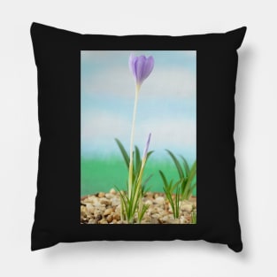 Crocus goulimyi   AGM  Autumn flowering crocus Pillow