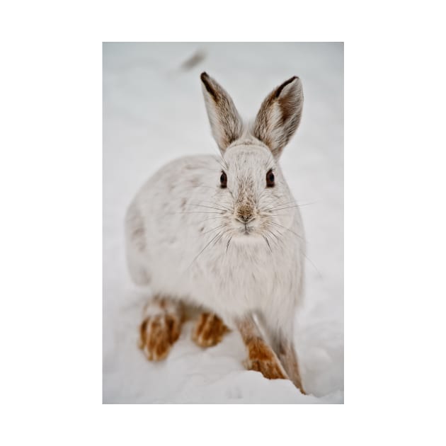 Snow Shoe Hare by jaydee1400