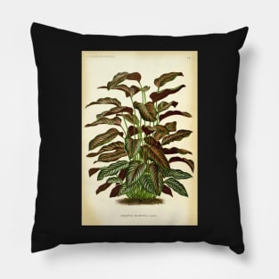 Copy of Calathea ornata - Botanical illustration Pillow