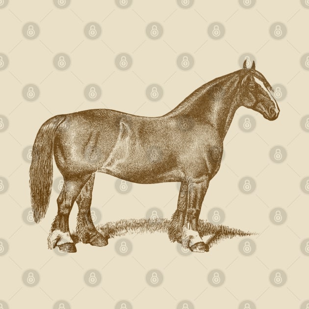 Draft Horse Mare Vintage Illustration by Biophilia