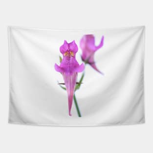 Linaria triornithophora  Three birds toadflax Tapestry