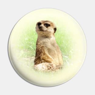 Meerkat Pin