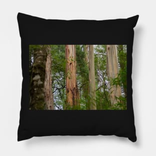 Four tree trunks in Otway National Park. Pillow