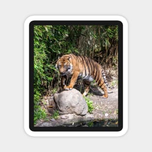 Tiger standing by the pond Magnet