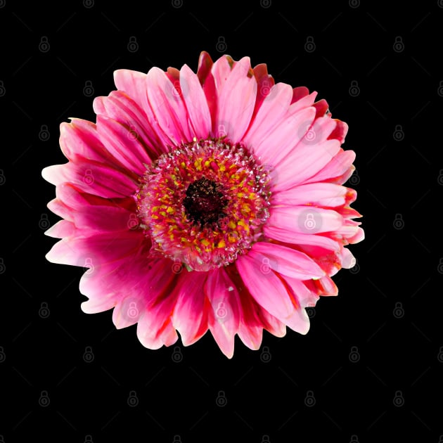 Beautiful Gerbera Flower by Zenflow