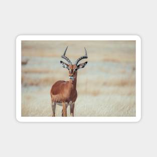 Black-faced Impala Magnet