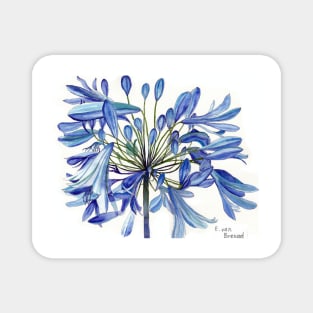 Blue Agapanthus Flower watercolour Painting Magnet