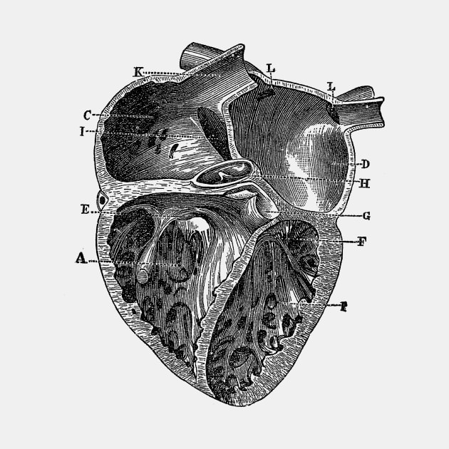 Inner Heart Diagram - Vintage Anatomy by Vintage Anatomy Prints