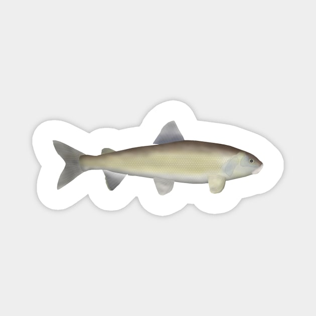 Mountain Whitefish Magnet by FishFolkArt