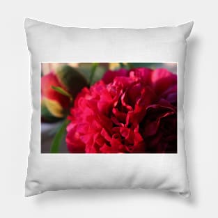 Flower Peony roses up close Pillow