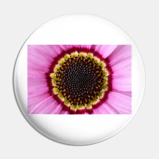 Argyranthemum  Grandaisy Pink  Marguerite  Grandaisy Series Pin