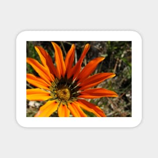 Gazania 3 Photograph Magnet