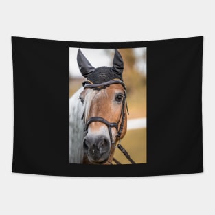 Haflinger mare at the riding arena Tapestry