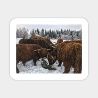 Scottish Highland Cattle Bulls 1916 Magnet