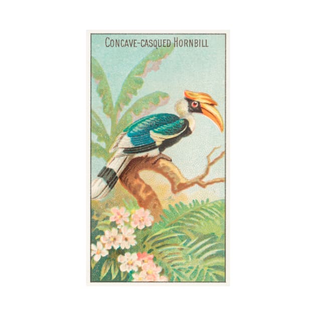 Concave-Casqued Hornbill by WAITE-SMITH VINTAGE ART