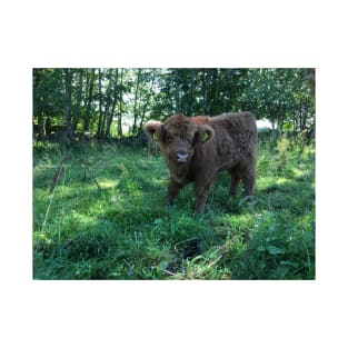 Scottish Highland Cattle Calf 1491 T-Shirt