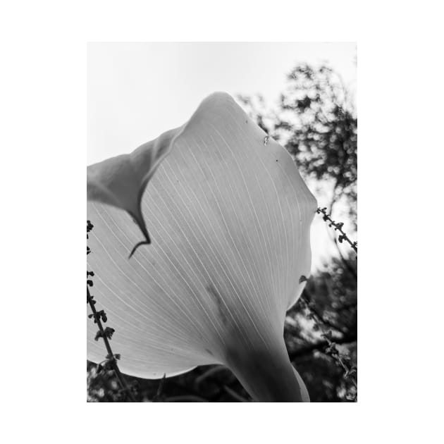 Calla Lily black and white by aeolia